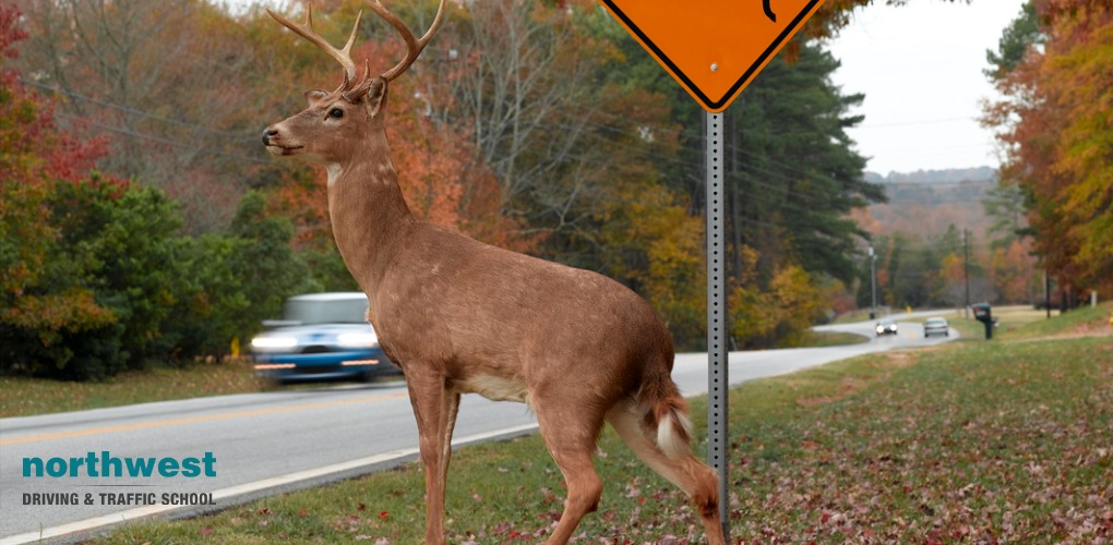 How to Avoid Deer on the Roads